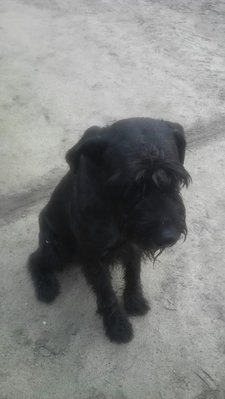 pies.jpg (66.43 KiB) Przejrzano 3812 razy pies.jpg