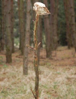 DSC_2126.JPG