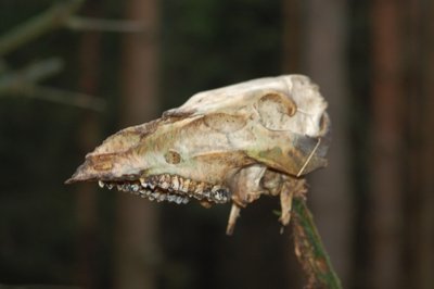 DSC_2127.JPG