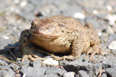 ropucha szara - Kopia.JPG