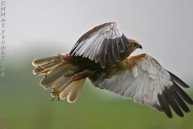 Blotniak_stawowy3.jpg