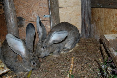 kroliki.JPG (2.62 MiB) Przejrzano 5856 razy kroliki.JPG