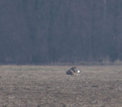 2016-03-18 08_04_00-IMGP5753.JPG - Windows Photo Viewer.jpg